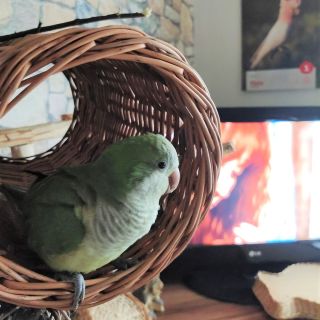 Spokojený majitel a spokojený papoušek, co víc bychom si mohli přát! 👉 na míru vyrobené tunely pro papouška 🦜 Děkujeme...